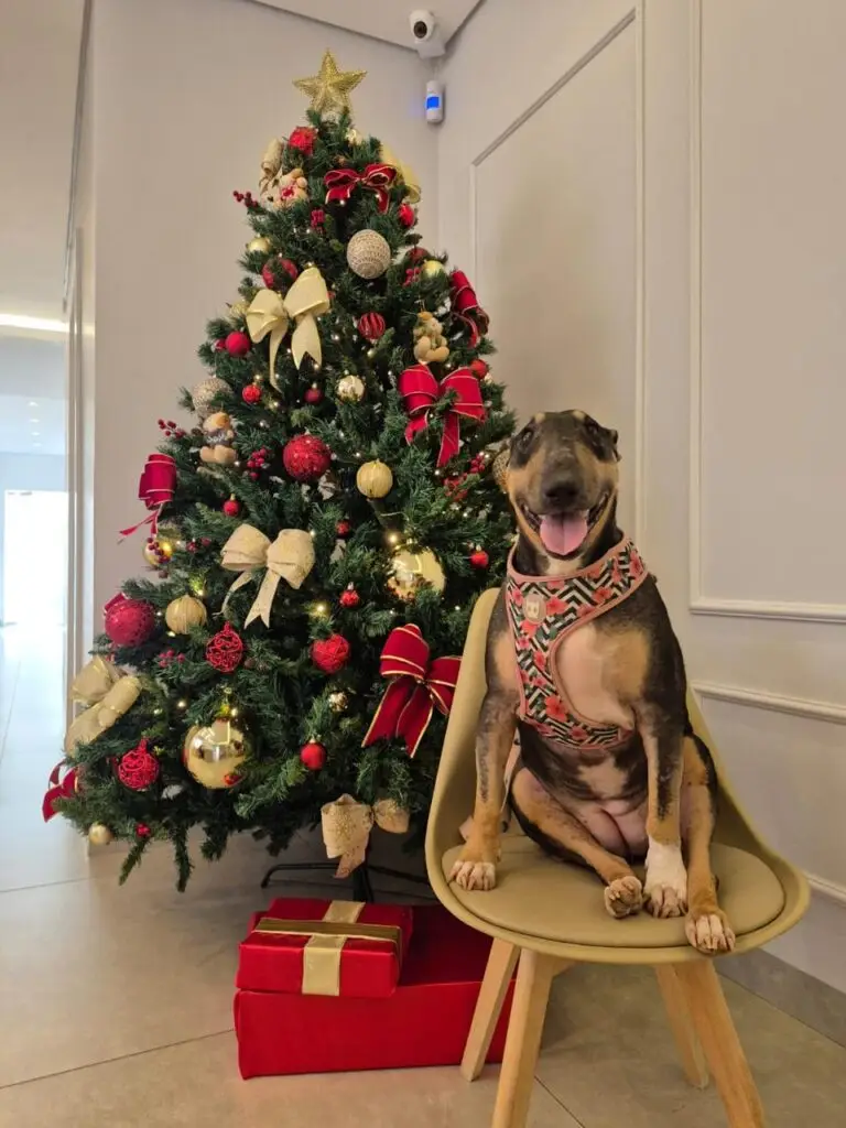 WhatsApp Image 2025-12-11 at 09.51.47 (1)