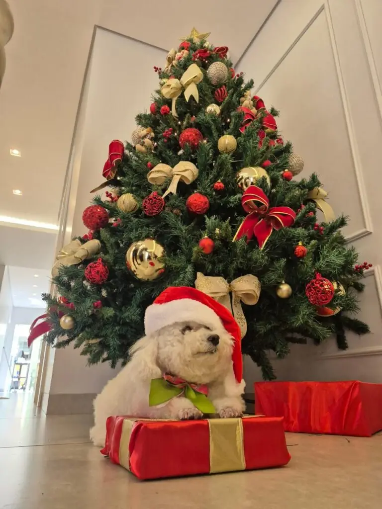 WhatsApp Image 2025-12-11 at 09.51.47 (2)