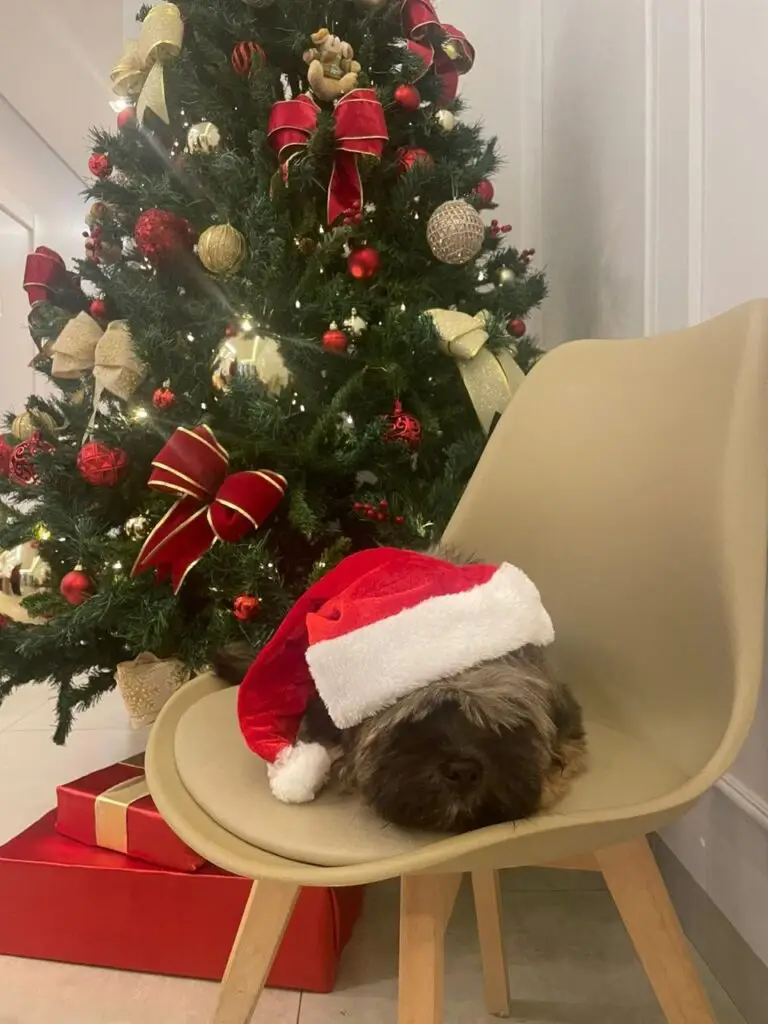 WhatsApp Image 2025-12-11 at 09.51.49